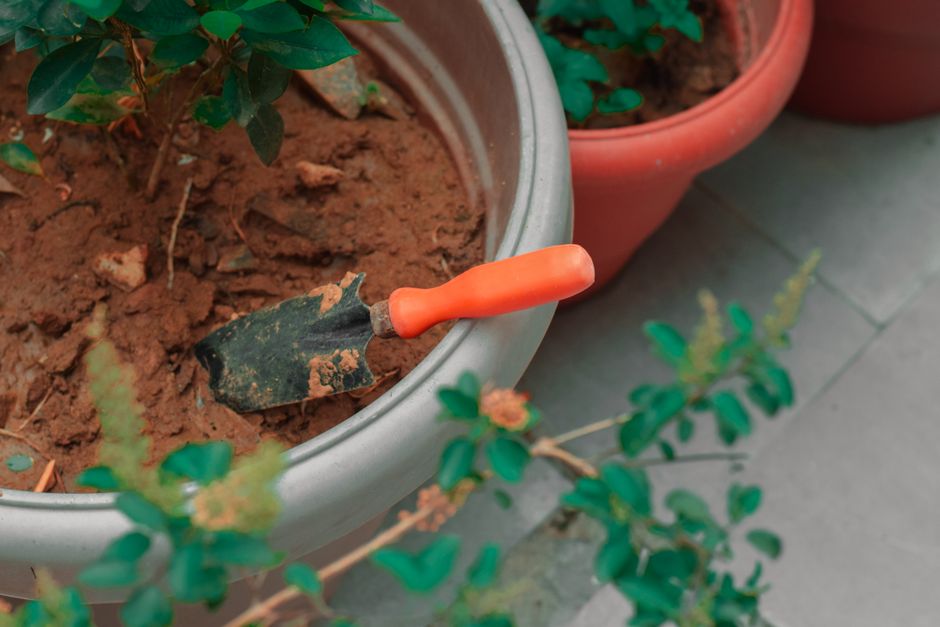 From above of pot with brown soil and growing green plant with gardening trowel on tiled floor