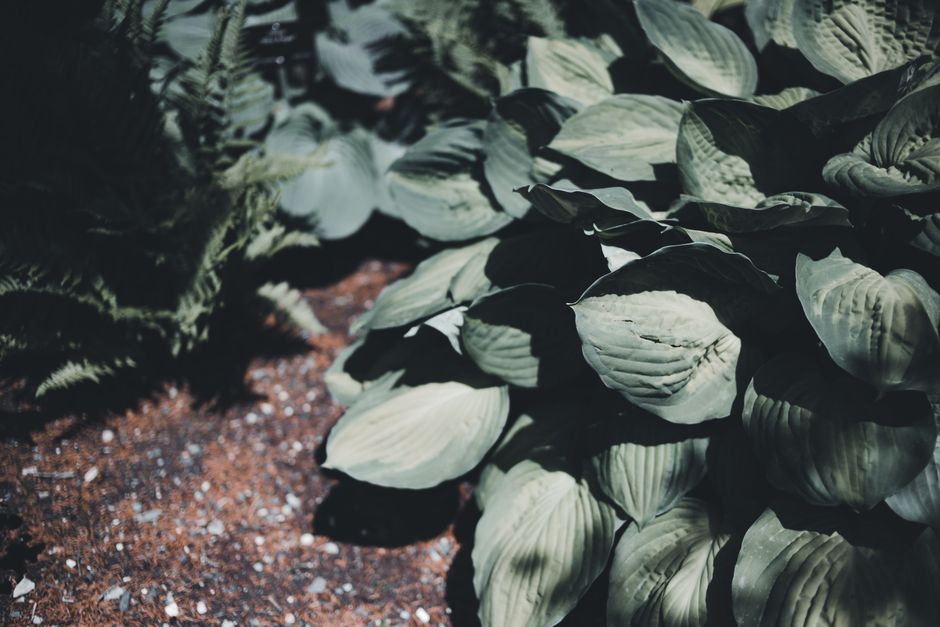 Detailed close-up of vibrant green Hosta leaves in a garden setting, captured in natural light.